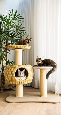 Para gatos