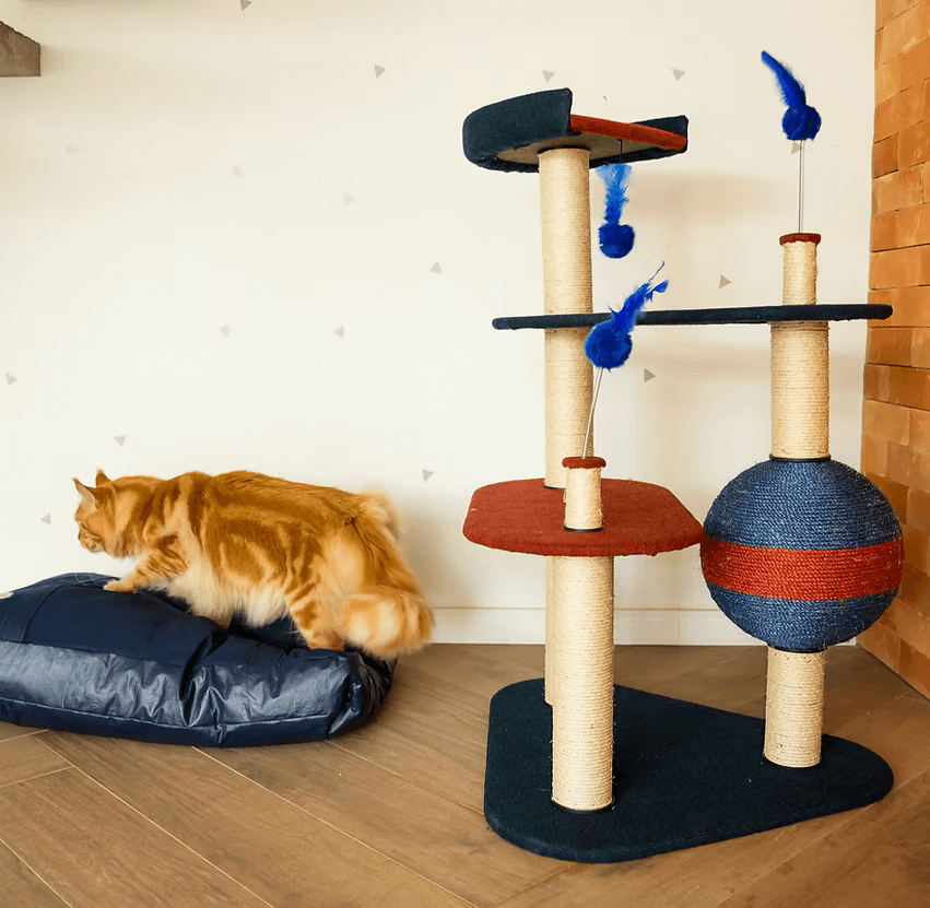 Gato perto de um playground para felinos