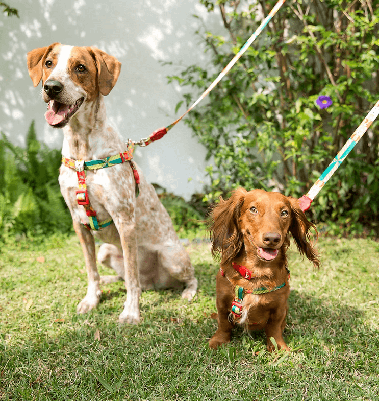 imagem de dois cachorros